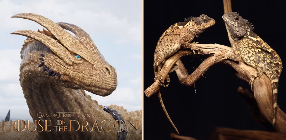 Gallery - Loài 'rồng' mới được đặt theo tên Syrax trong phim House of Dragon - image 2