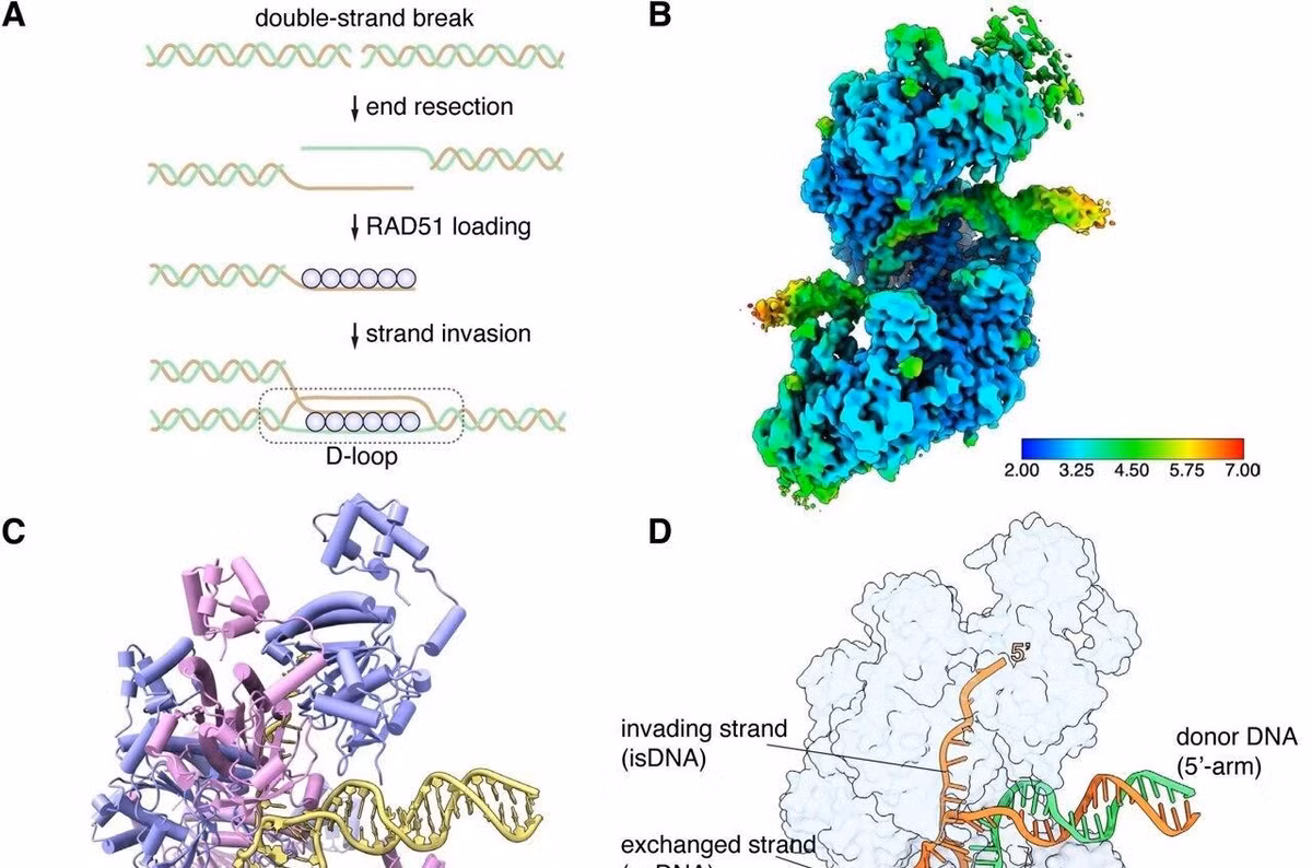 Nghiên cứu hé lộ chi tiết phân tử phức tạp của quá trình sửa chữa DNA ở người. Nói cách khác, các protein này không đơn giản là những linh kiện riêng lẻ. Chúng tập hợp thành những cấu trúc có tổ chức, kiểm soát cách bộ máy sửa DNA được hình thành và hoạt động. Phát hiện này cũng giúp giải thích vì sao những đột biến nhất định trong RAD51 paralogs có thể phá vỡ khả năng sửa chữa DNA. Các gene RAD51 paralogs nằm trong cùng “mạng lưới phòng thủ” với BRCA1 và BRCA2. Khi mạng lưới này bị hỏng, tế bào có thể tích lũy tổn thương DNA và trở thành ung thư. Việc hiểu chính xác cấu trúc của các phức hợp sẽ giúp các nhà nghiên cứu xác định đột biến nào thực sự phá hỏng chức năng protein và bằng cách nào. Điều này cũng có ý nghĩa đối với các thuốc nhắm vào tế bào ung thư có khiếm khuyết sửa DNA, chẳng hạn nhóm thuốc ức chế PARP. Stephen West, trưởng phòng thí nghiệm DNA Recombination and Repair tại Crick gọi đây là lời giải cho một “câu đố kéo dài 20 năm”, nhưng đồng thời nhấn mạnh rằng tiến bộ này chỉ trở nên khả thi nhờ những bước tiến gần đây của công nghệ. Nghiên cứu cho thấy trong sinh học hiện đại, đôi khi vấn đề không phải thiếu dữ liệu mà là con người chưa có công cụ đủ mạnh để nhìn thấy điều đang diễn ra.