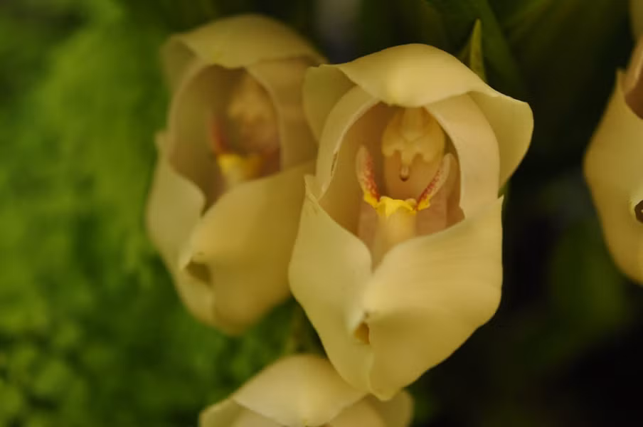 Cánh hoa phủ lông màu kem, có mùi quế và thơm rất lâu. Hoa nở lâu tàn và đẹp nhất ở những nơi ít sáng. Lá thuôn dài và có gân với bẹ củ hình nón mũm mĩm.