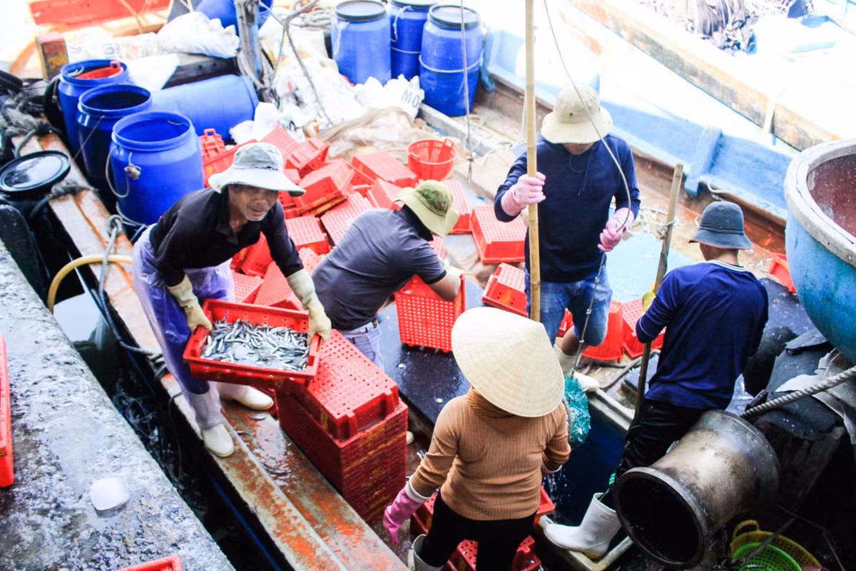 Ông Huỳnh Văn Trọng, chủ tàu QNg-96727 TS (xã Tịnh Khê) cho biết, tàu xuất bến từ chiều hôm trước, đánh bắt tại ngư trường cách bờ khoảng 15–20 hải lý.