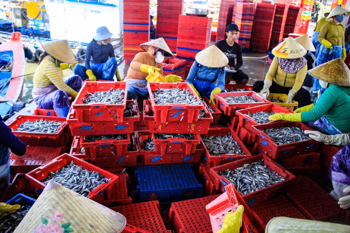Theo bà Phạm Thị Thanh Minh, thương lái thu mua tại cảng, giá cá cơm năm nay tăng mạnh.