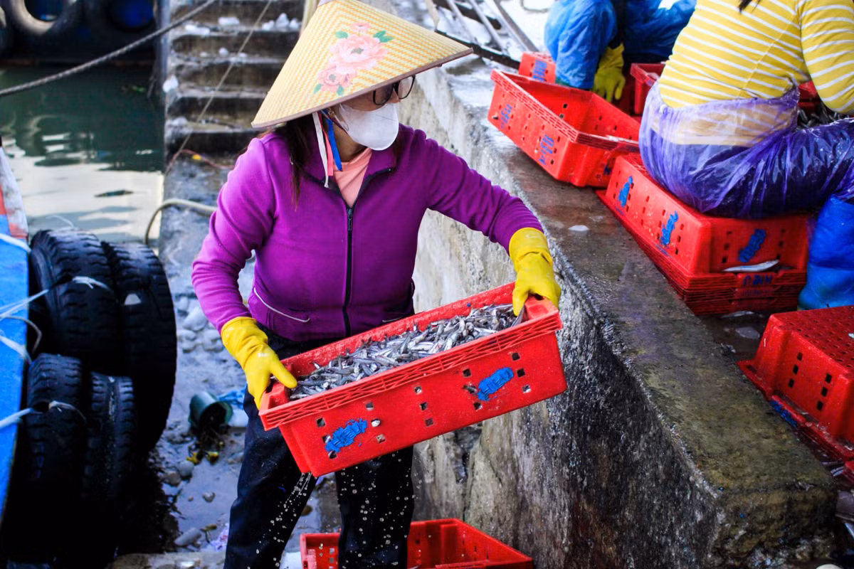 Được mùa cá cơm, khu vực cảng cá nhộn nhịp người mua kẻ bán. Nhiều nghề phụ như bốc vác, phân loại, vận chuyển cũng có thêm việc làm, góp phần tăng thu nhập cho người dân địa phương.