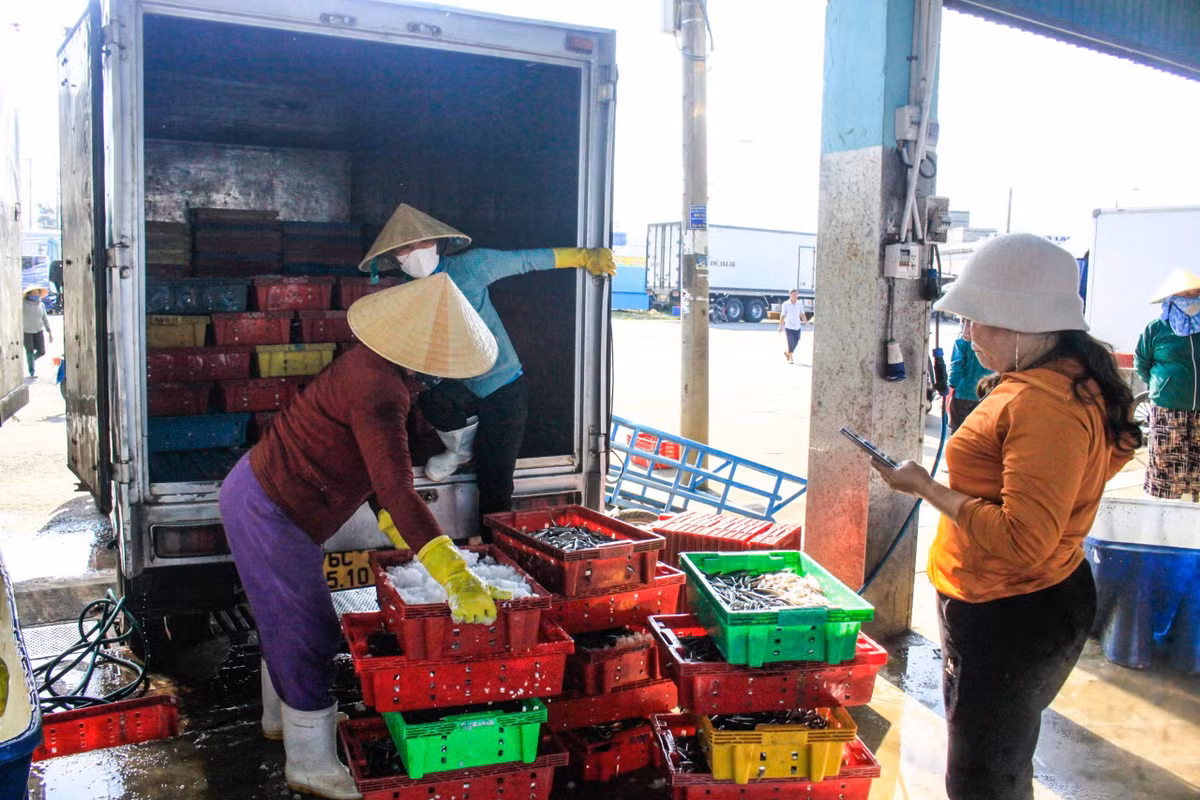 Nhờ giá cao và sản lượng lớn, nhiều tàu cá thu về hơn 100 triệu đồng sau chuyến biển.
