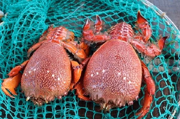 Việc săn bắt cua huỳnh đế đang mang trứng có thể gây tổn hại lớn đến sinh sản, ảnh hưởng đến số lượng của loài hải sản quý này.