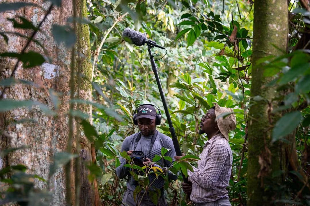 Các nhà nghiên cứu làm việc tại Vườn quốc gia Lomami, thuộc lưu vực sông Congo ở Cộng hòa Dân chủ Congo.