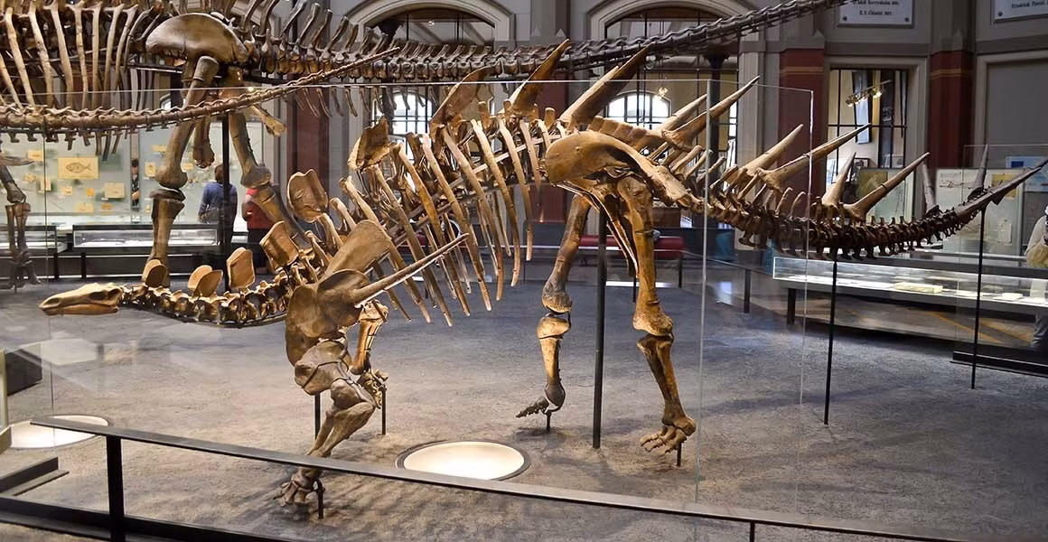 african-dinosaurs-skeleton-full-widthjpgthumb19201920.png