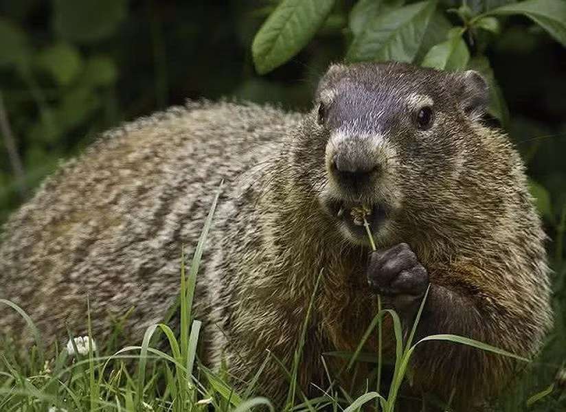 Macmot châu Mỹ có tên khoa học là "Marmota monax", là loài động vật có vú trong họ Sóc, bộ Gặm nhấm. Loài này phân bố rộng rãi ở Bắc Mỹ và phổ biến ở vùng Đông Bắc và Trung Tâm nước Mỹ. Chúng đào hang giỏi. Trong tự nhiên chúng có thể sống đến 6 năm còn trong tình trạng nuôi nhốt chúng có thể sống đến 9-14 năm tuổi. Kẻ thù săn mồi của loài động vật này có sói, sói đồng cỏ, cáo, đại bàng lớn và chó.