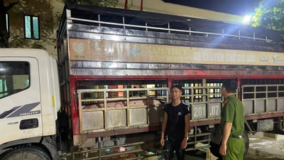 Ngăn chặn vụ tuồn lợn nhiễm vi rút dịch tả lợn châu Phi ra thị trường