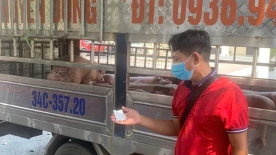 Phát hiện xe chuyển lợn nhiễm dịch tả lợn Châu Phi