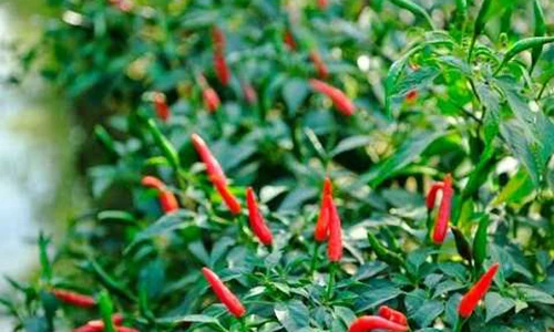 Video: 11 công dụng “kỳ diệu” của lá ớt nhiều người Việt bỏ phí