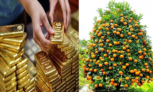 Video: 6 loại cây trồng trước nhà cuối năm mở cửa đón tài lộc