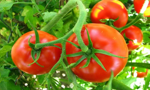 Video: Quả này được Đông y ví là “bùa hộ mệnh” của nam giới