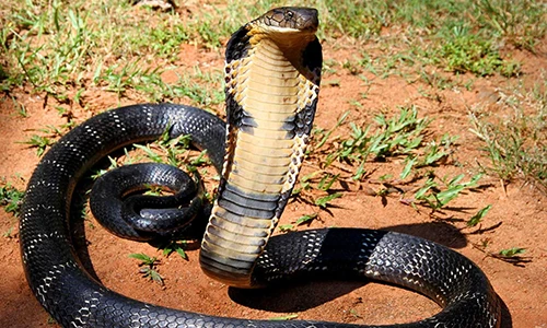 Video: 10 loài động vật có nọc độc nguy hiểm nhất hành tinh
