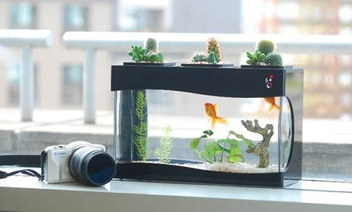 Video: Bí quyết gia tăng tài lộc theo từng con giáp