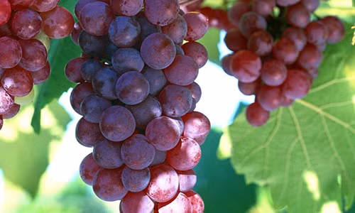 Video: 10 loại thực phẩm làm “sạch” gan bất kỳ ai cũng nên nhớ