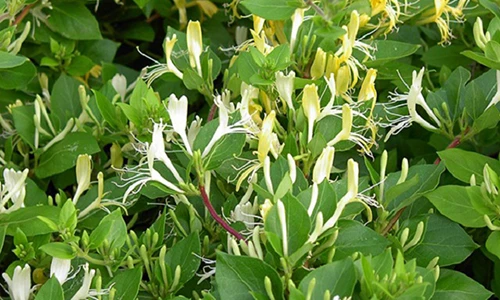 Video: Thần dược trị bách bệnh mọc nhiều ở Việt Nam mà ít ai ngờ