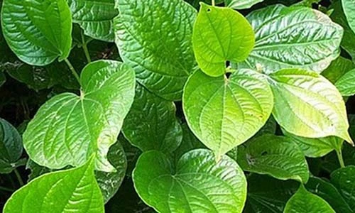 Video: Tác dụng tuyệt vời của lá lốt khiến bạn ngỡ ngàng