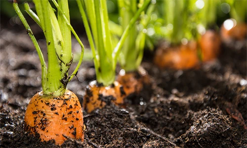 Video: Khám phá 3 thực phẩm đen vàng xanh cho người gan yếu