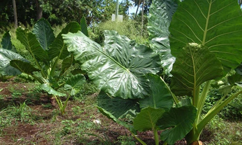 Video: Cảm hàn kéo dài cả tháng cũng đỡ ngay sau 1 phút nhờ củ ráy