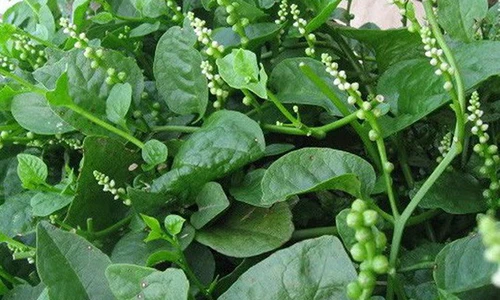 Video: 3 loại hạt, 2 loại rau rẻ tiền giúp tăng cường sinh lý