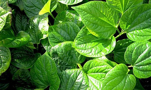 Video: 6 bài thuốc chữa lạnh chân tay theo dân gian