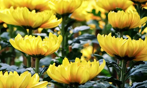 Video: Cúng loài hoa này, gia chủ dễ “mạt vận suy tàn”