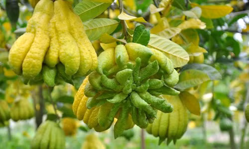 Video: Loại quả chữa bách bệnh có đầy ở Việt Nam, cả thế giới săn lùng