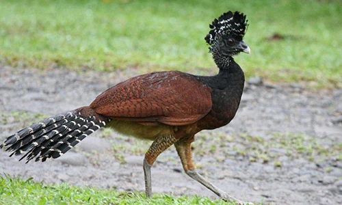 Video: Top 5 loài chim độc đáo nhất trên thế giới