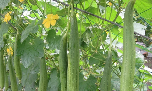 Video: Mọi thứ trên cây mướp đều là thuốc quý 