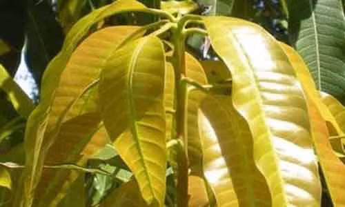 Video: Chỉ cần dùng lá này, điều kỳ diệu xảy ra ít ai ngờ tới