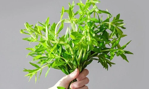 Video: Trị dứt điểm sỏi thận trong 7 ngày nhờ uống nước rau ngổ