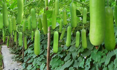 Video: Công dụng chữa bệnh thần kỳ của việc ăn bầu