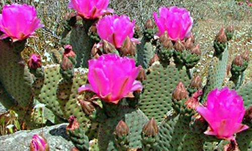 Video: Những loại cây tuyệt đối không được trồng trong vườn nhà