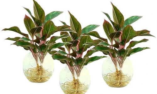 Video: 3 loại cây để lên bàn thờ giúp tài lộc, may mắn ùn ùn kéo đến