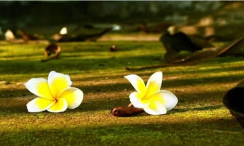 Video: 18 câu nói về cuộc đời - vận mệnh, ai cũng nên đọc qua một lần