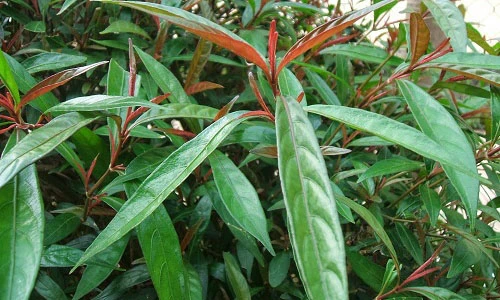 Video: 20 tác dụng quý bất ngờ trong chữa bệnh của cây hoàn ngọc