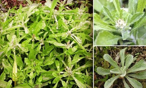 Video: Rau khúc - Thực phẩm hay, thuốc tốt mà nhiều người Việt không biết