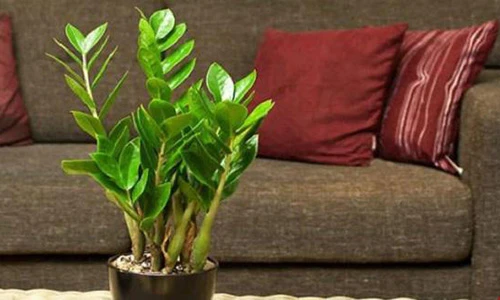 Video: Tiền lũ lượt kéo đến với 12 con giáp nếu chọn đúng cây phong thủy