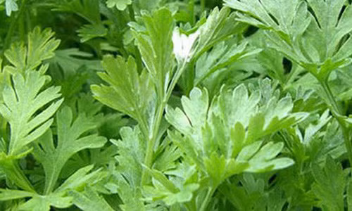 Video: Làm sạch gan mật bằng loại rau có nhiều ở Việt Nam