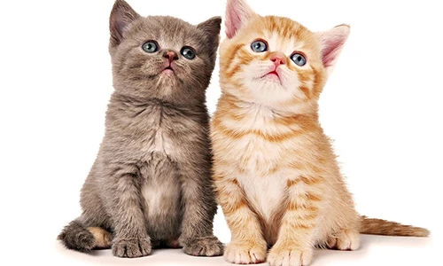 Video: Tử vi tháng 2 âm lịch năm 2018 của người tuổi Mão