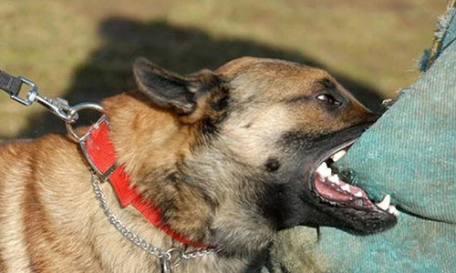 Video: Tử vong sau 1 tháng bị chó nhà cắn vì không làm điều này