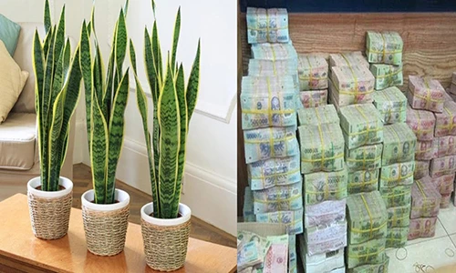 Video: Nghèo mấy cũng giàu lên nhanh chóng nếu có thứ này trong nhà