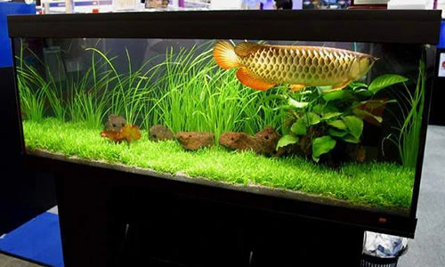 Video: Cách đặt bể cá cảnh chuẩn phong thủy cho 12 con giáp