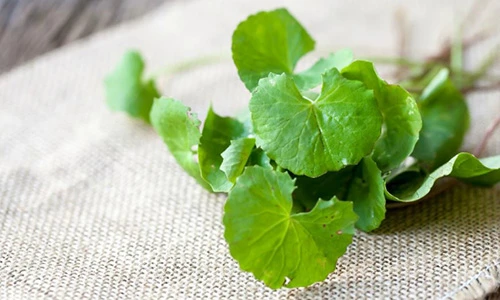 Video: Vị thuốc dân gian tuyệt vời giúp giải độc, trị sẹo