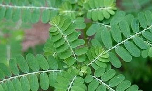 Video: Loại cây dại là thần dược chữa dứt điểm bệnh gan nhiễm mỡ