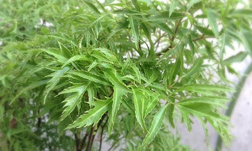 Video: Vì sao nhà nào cũng cần có ít nhất 1 cây đinh lăng?