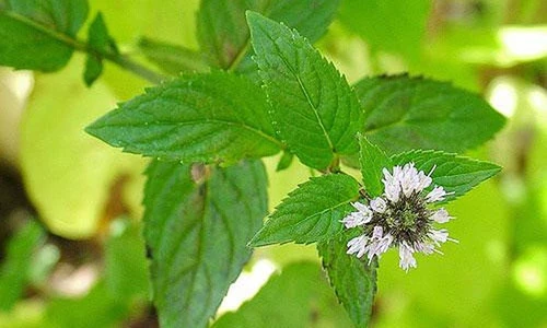 Video: Điều kỳ điệu đến với cơ thể khi nhai 1 lá hương nhu mỗi ngày