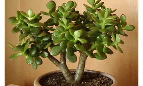 Video: 5 loài cây phong thủy hút tài lộc cho gia chủ giàu sang suốt đời