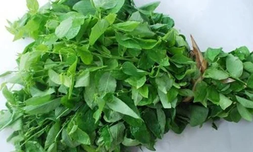 Video: Vị thuốc cứu người nên biết để trong nhà