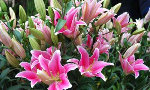 Video: 9 loại hoa cấm kỵ không đặt lên bàn thờ kẻo tán gia bại sản